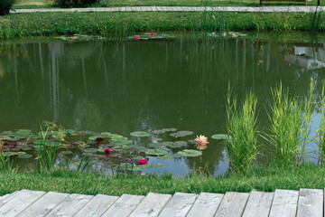 Arranging and maintaining a pond in a park or country club. Eco-friendly wooden paths in people's recreation areas