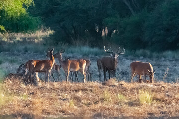 Red deer, Male roaring in La Pampa, Argentina, Parque Luro, Nature Reserve
