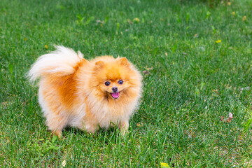 A cheerful pomeranian looks at the camera