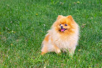 A super cute fluffy purebred Pomeranian dog is sitting on a summer green lawn. A happy little purebred dog is having fun in the backyard.
