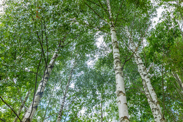 Tops of the trees in the deciduous forest on the background of blue sky. View to forest from the...
