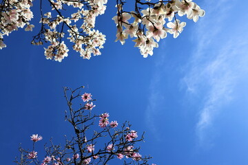 Magnolienzweige vor blauem Himmel