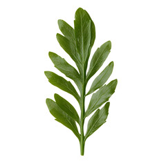 Obraz premium Single pinnate leaf, lush green color, isolated on black background, showcasing detailed texture and symmetrical form. Natural element, vibrant and fresh.