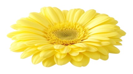 A close up photograph of a yellow daisy flower on white
