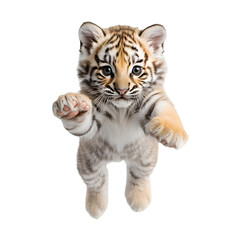 Fototapeta premium Playful tiger cub standing upright, reaching out with tiny paws. An endearing image of youthful innocence and natural curiosity.