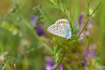 wildlife photos. photos of butterflies in natural areas.