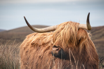 Portrait of a Scottish Highland cattle against a background of hills and overcast skies. Scottish...