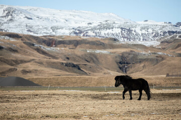 icelandic horse on a field with snow covered mountains in the background