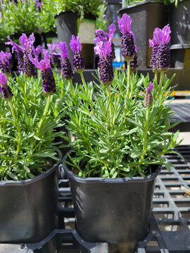 Black plastic planters of gorgeous Spanish Lavender (Lavandula stoechas) ready to go in a spring garden
