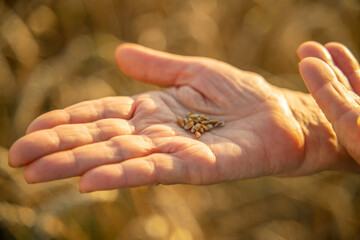 Close up of senior farmers hands holding and examining grains of wheat of wheat against a background of ears in the sunset light.
