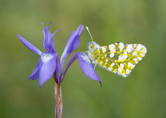photos of wildlife, insects and butterflies