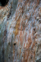 Tree bark texture.Wood background