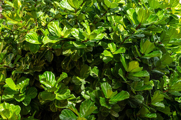 Solandra maxima is a flowering plant in the Solanaceae family. It is also known as cup of gold vine, golden chalice vine, Copa de Oro, or Hawaiian lily, is a vigorous vine which is endemic to Mexico