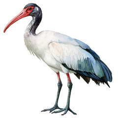 A watercolor vector painting of an ibis, isolated on a white background. Ibis vector.

