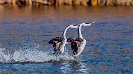 Male and female Western Grebes (Aechmophorus occidentalis) performing their iconic "rushing" courtship dance