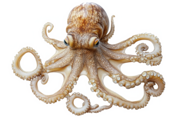 A detailed octopus with tentacles spread out on a transparent background