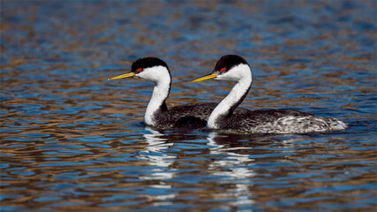 Male and female Western Grebes (Aechmophorus occidentalis) performing their iconic 