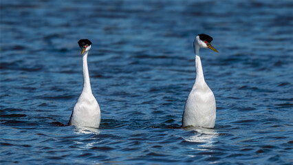 Male and female Western Grebes (Aechmophorus occidentalis) performing their iconic "rushing" courtship dance