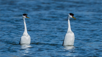 Male and female Western Grebes (Aechmophorus occidentalis) performing their iconic 