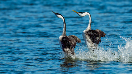 Male and female Western Grebes (Aechmophorus occidentalis) performing their iconic 
