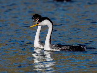 Male and female Western Grebes (Aechmophorus occidentalis) performing their iconic 