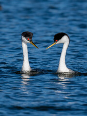 Male and female Western Grebes (Aechmophorus occidentalis) performing their iconic 