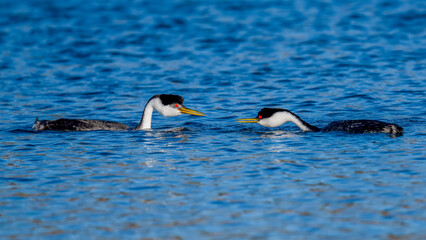 Fototapeta premium Male and female Western Grebes (Aechmophorus occidentalis) performing their iconic 