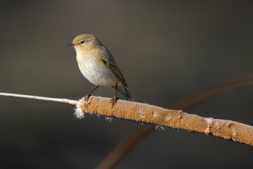 Common chiffchaff perched on a reed at golden hour