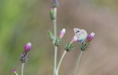 flowers and butterfly in natural life