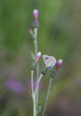flowers and butterfly in natural life