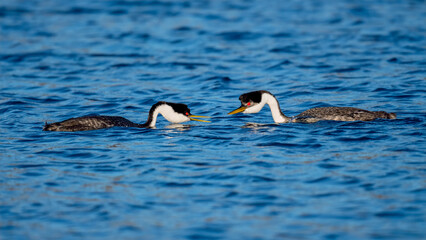 Male and female Western Grebes (Aechmophorus occidentalis) performing their iconic 