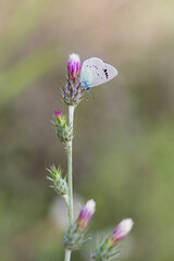 flowers and butterfly in natural life
