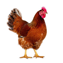 Fototapeta premium Firefly Brown Hen on transparent background