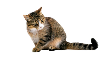 Fototapeta premium Playful Domestic Cat on transparent background