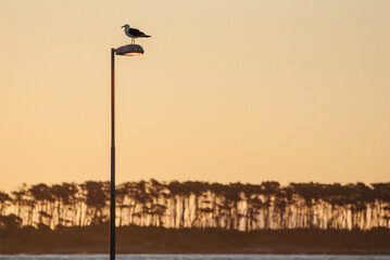 Seagull on lamp post at sunset, overlooking tranquil coastal landscape