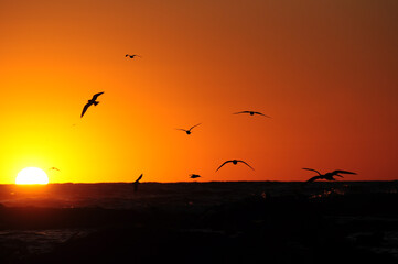 Bird silhouettes soaring against a vibrant sunset over a tranquil sea horizon