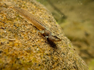 Developing Tadpole of Common Frog (Rana temporaria) Underwater
