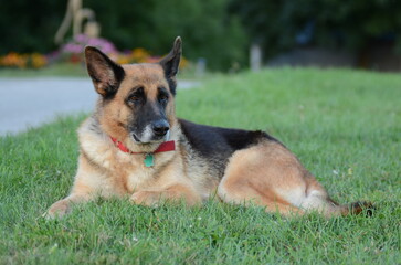 German shepherd dog in grass