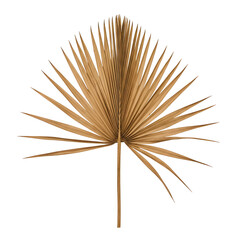 dried palm leaves on a transparent background, PNG