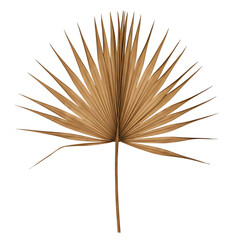 dried palm leaves on a transparent background, PNG