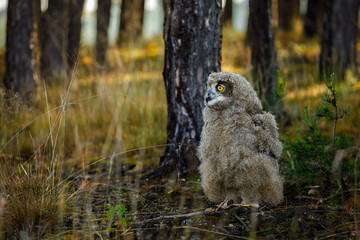 Fluffy owl chick in morning. Beautiful young eurasian eagle owl, Bubo bubo, perched in pine forest,...