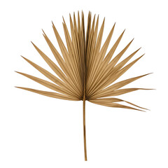 dried palm leaves on a transparent background, PNG