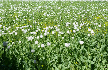 poppy cultivated fields. landscape and open field photographs.