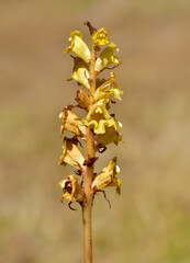 wild flowers, photos of the Orobanche plant.
