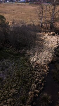 Vertikale Luftaufnahme eines gewundenen Baches im bayerischen Feuchtgebiet Deutschland