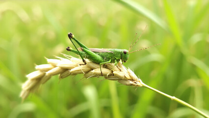 Fototapeta premium A grasshopper on a rice field