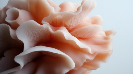 Delicate Oyster Mushroom Cluster Exhibiting A Spectrum of Pale Peach Tones