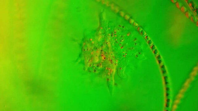 Amoeba and Green algae in freshwater under DIC microscope 400x magnification differential interference contrast microscopic footage of protozoa and phytoplankton amoeboid motility