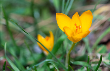 photos of wildflowers, yellow Crocus