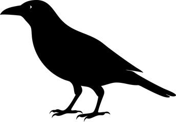 Obraz premium Raven's Silhouette: A sleek, silhouette of a raven stands poised, a stark contrast against the light, highlighting the bird's iconic form.